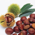 Wholesale Raw Sweet Fresh Chestnut price